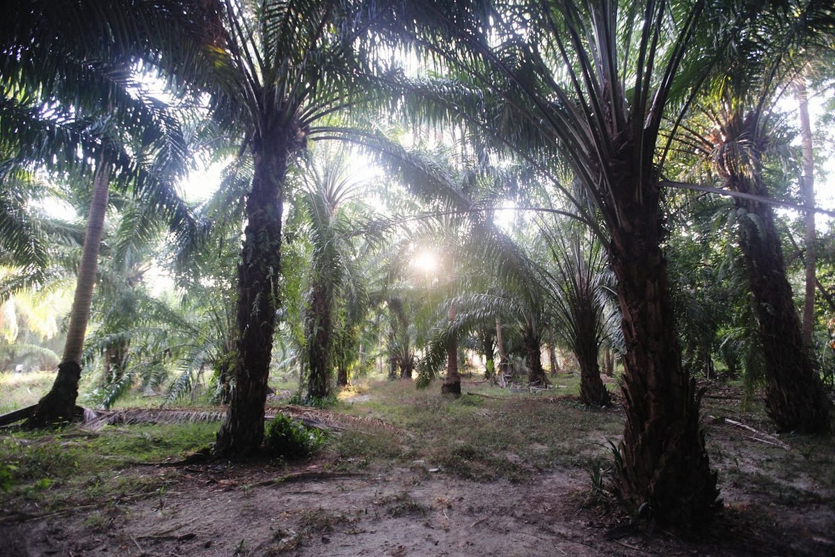 La Ceiba grove